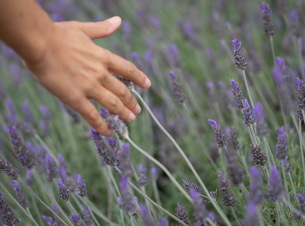 Wie entstehen ätherische Öle?